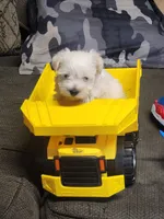 Miniature schnauzer boy , a male Miniature Schnauzer for sale in Hagerstown, IN – 2 of 2