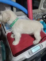 Miniature male , a male Miniature Schnauzer for sale in Hagerstown, IN – 1 of 6