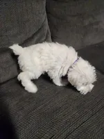 Miniature girl , a female Miniature Schnauzer for sale in Hagerstown, IN – 5 of 5