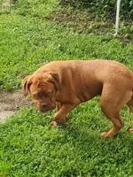 Zeus, a male Dogue de Bordeaux for sale in Hagerstown, IN – 2 of 4