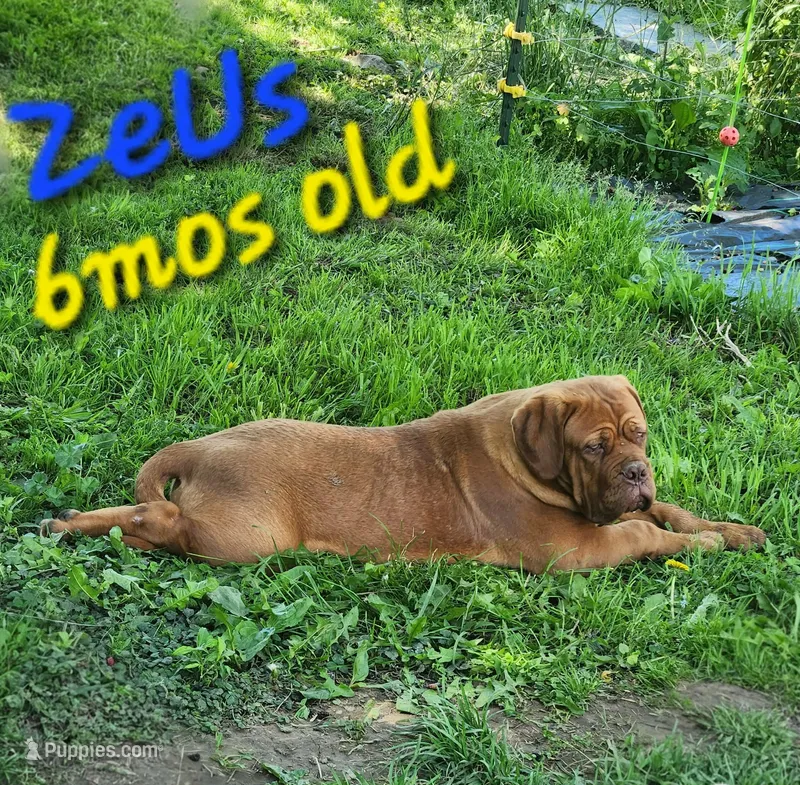 Zeus – Dogue de Bordeaux puppy for sale in Hagerstown, IN