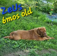 Zeus, a male Dogue de Bordeaux for sale in Hagerstown, IN – 1 of 4