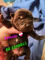 Choc girl , a female Miniature Shar-Pei for sale in Hagerstown, IN – Photo 1 of 3