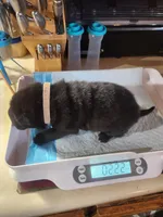 Very small Blk girl she turned colors , a female Miniature Shar-Pei for sale in Hagerstown, IN – Photo 1 of 6