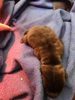 Choc girl , a female Miniature Shar-Pei for sale in Hagerstown, IN – Photo 2 of 3