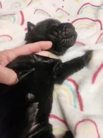 Very small Blk girl she turned colors , a female Miniature Shar-Pei for sale in Hagerstown, IN – Photo 4 of 6