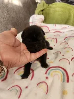 Very small Blk girl she turned colors , a female Miniature Shar-Pei for sale in Hagerstown, IN – Photo 2 of 6