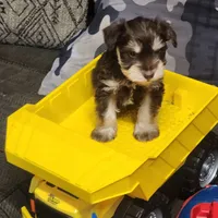 Miniature schnauzer male , a male Miniature Schnauzer for sale in Hagerstown, IN – 1 of 1