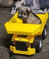 Miniature female , a female Miniature Schnauzer for sale in Hagerstown, IN – 2 of 2