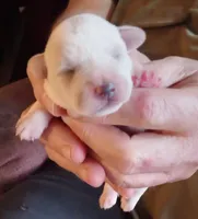 processed/47aff06c-b9b2-484d-8f7e-e6a220f2c61f/listing/69d26425-d7f8-4177-a4f1-93d2caa1d46c/004bc9a5-f7a7-4735-ae06-78d76a7c0f06