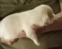 processed/47aff06c-b9b2-484d-8f7e-e6a220f2c61f/listing/69d26425-d7f8-4177-a4f1-93d2caa1d46c/911f6cf6-d9eb-4073-b0aa-f1df2fd19424