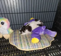 Tea cup boy 💙, a male Miniature Schnauzer for sale in Hagerstown, IN – Photo 3 of 3