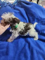 Tea cup boy 💙, a male Miniature Schnauzer for sale in Hagerstown, IN – 4 of 5