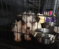 Tea cup boy 💙, a male Miniature Schnauzer for sale in Hagerstown, IN – Photo 2 of 3