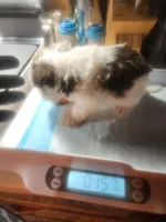 Tea cup boy 💙, a male Miniature Schnauzer for sale in Hagerstown, IN – Photo 1 of 3