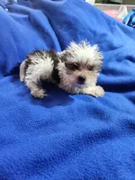 Tea cup boy 💙, a male Miniature Schnauzer for sale in Hagerstown, IN – 5 of 5