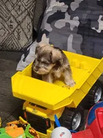 Miniature Schnauzer male , a male Miniature Schnauzer for sale in Hagerstown, IN – 2 of 2