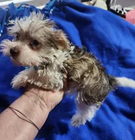 Choc boy 💙, a male Miniature Schnauzer for sale in Hagerstown, IN – Photo 4 of 4