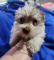 Choc boy 💙, a male Miniature Schnauzer for sale in Hagerstown, IN – Photo 2 of 4