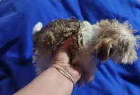 Choc boy 💙, a male Miniature Schnauzer for sale in Hagerstown, IN – Photo 3 of 4