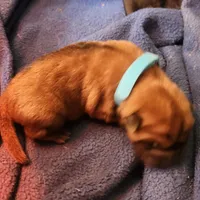 Gray  collar boy , a male Miniature Shar-Pei for sale in Hagerstown, IN – Photo 6 of 6