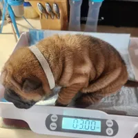 Gray  collar boy , a male Miniature Shar-Pei for sale in Hagerstown, IN – Photo 2 of 6