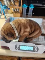 Gray  collar boy , a male Miniature Shar-Pei for sale in Hagerstown, IN – Photo 2 of 6