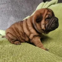 Gray  collar boy , a male Miniature Shar-Pei for sale in Hagerstown, IN – Photo 1 of 6