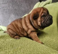 Gray  collar boy , a male Miniature Shar-Pei for sale in Hagerstown, IN – Photo 1 of 6
