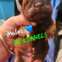 Gray  collar boy , a male Miniature Shar-Pei for sale in Hagerstown, IN – Photo 4 of 6