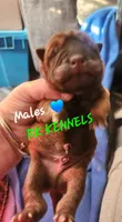 Neon green collar boy , a male Miniature Shar-Pei for sale in Hagerstown, IN – Photo 1 of 3