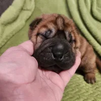 Gray  collar boy , a male Miniature Shar-Pei for sale in Hagerstown, IN – Photo 3 of 6