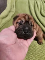Gray  collar boy , a male Miniature Shar-Pei for sale in Hagerstown, IN – Photo 3 of 6