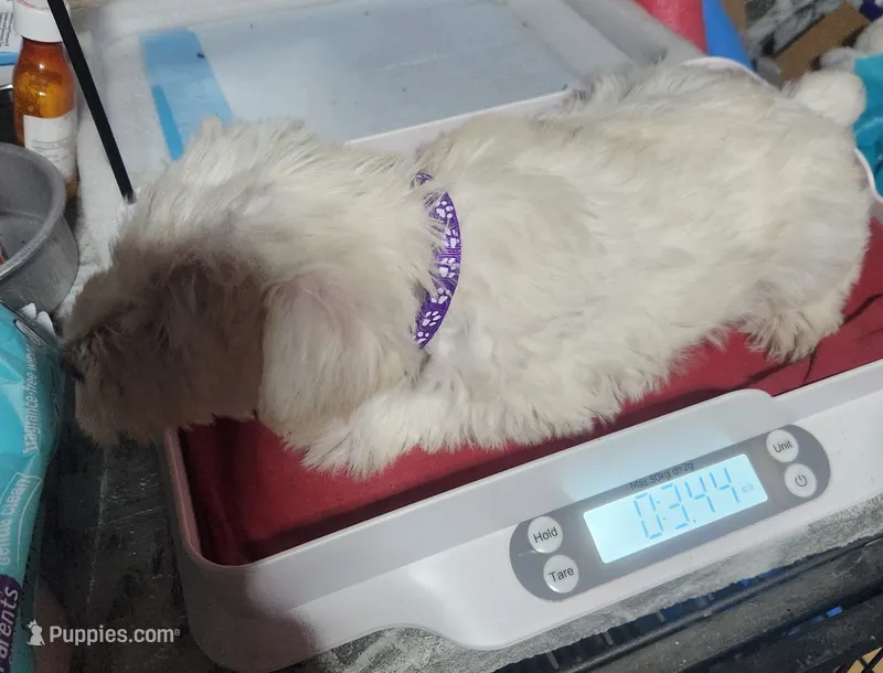 Miniature girl  – Miniature Schnauzer puppy for sale in Hagerstown, IN