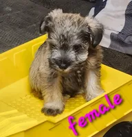 Miniature female , a female Miniature Schnauzer for sale in Hagerstown, IN – 1 of 2