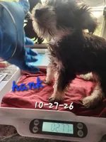 Miniature schnauzer Hank 💙, a male Miniature Schnauzer for sale in Hagerstown, IN – 2 of 2