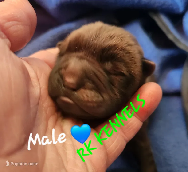 Gray collar Choc boy 