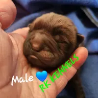 Neon collar Choc boy , a male Miniature Shar-Pei for sale in Hagerstown, IN – Photo 4 of 7