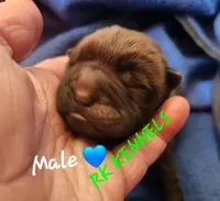 Gray collar Choc boy , a male Miniature Shar-Pei for sale in Hagerstown, IN – Photo 1 of 4