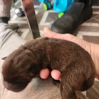 Neon collar Choc boy , a male Miniature Shar-Pei for sale in Hagerstown, IN – Photo 7 of 7