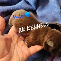 Neon collar Choc boy , a male Miniature Shar-Pei for sale in Hagerstown, IN – Photo 6 of 7