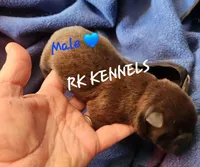 Gray collar Choc boy , a male Miniature Shar-Pei for sale in Hagerstown, IN – Photo 3 of 4