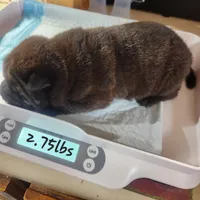 Neon collar Choc boy , a male Miniature Shar-Pei for sale in Hagerstown, IN – Photo 2 of 7
