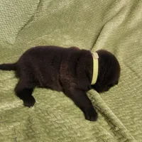 Neon collar Choc boy , a male Miniature Shar-Pei for sale in Hagerstown, IN – Photo 3 of 7