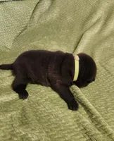 Neon collar Choc boy , a male Miniature Shar-Pei for sale in Hagerstown, IN – Photo 3 of 7