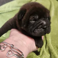 Neon collar Choc boy , a male Miniature Shar-Pei for sale in Hagerstown, IN – Photo 1 of 7