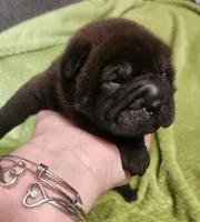 Neon collar Choc boy , a male Miniature Shar-Pei for sale in Hagerstown, IN – Photo 1 of 7