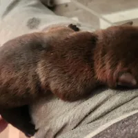Neon collar Choc boy , a male Miniature Shar-Pei for sale in Hagerstown, IN – Photo 5 of 7