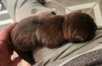 Gray collar Choc boy , a male Miniature Shar-Pei for sale in Hagerstown, IN – Photo 2 of 4