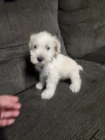 Miniature male , a male Miniature Schnauzer for sale in Hagerstown, IN – 3 of 6